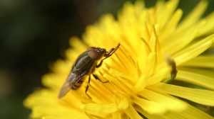 2014-10-10-AltroVivere(23)